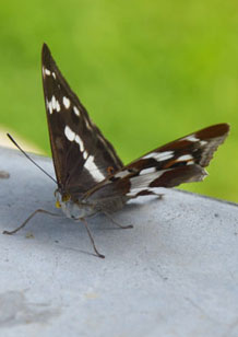 photo nature